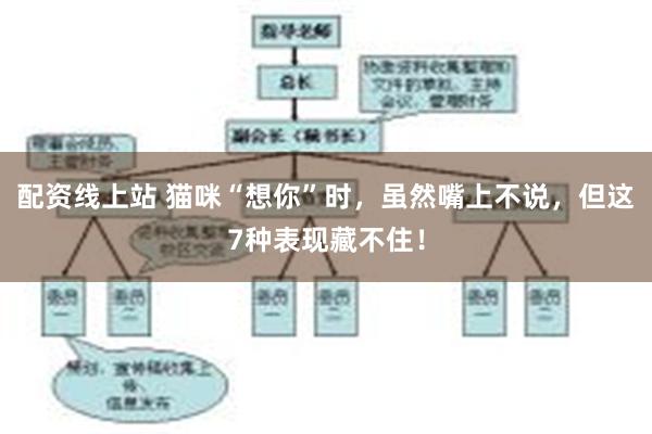 配资线上站 猫咪“想你”时，虽然嘴上不说，但这7种表现藏不住！